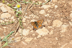 Euphydryas desfontainii