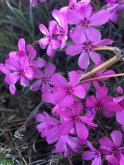Phlox hirsuta