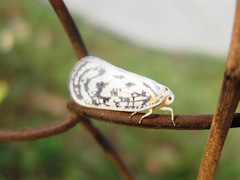 Copsyrna maculata