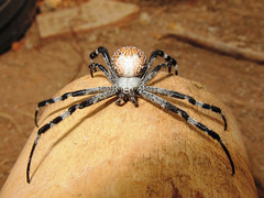 Cyrtophora moluccensis