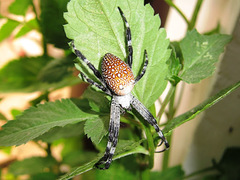 Cyrtophora moluccensis