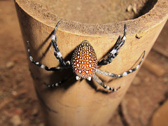 Cyrtophora moluccensis