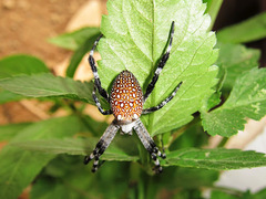 Cyrtophora moluccensis