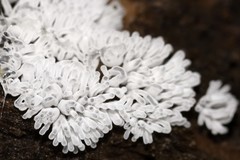 Ceratiomyxa fruticulosa fruticulosa