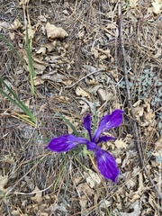 Iris hartwegii australis