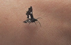 Pseudothyris sepulchralis