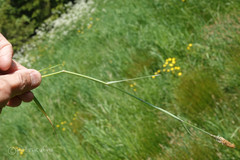 Alopecurus geniculatus