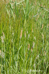 Alopecurus geniculatus