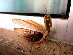 Tenodera