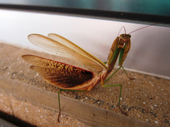 Tenodera