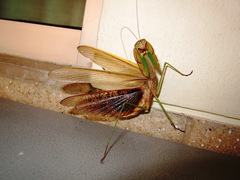 Tenodera