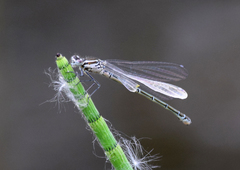 Coenagrion puella