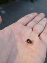 Chrysolina americana