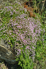 Thymus caespititius