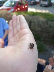 Chrysolina americana