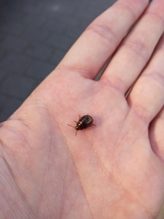 Chrysolina americana