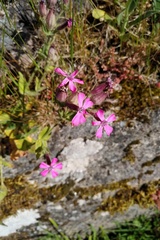 Silene acutifolia
