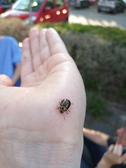 Chrysolina americana