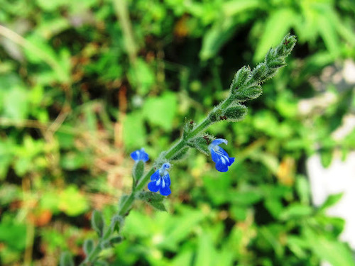 Image of Salvia occidentalis by (c) Jason Alexander, some rights reserved (CC BY)