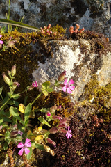 Silene acutifolia