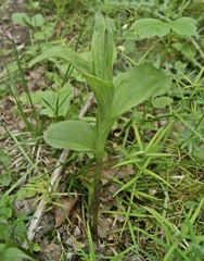 Epipactis