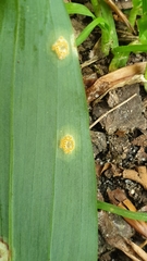 Puccinia sessilis