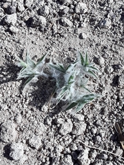Munroa squarrosa