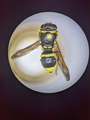 Ancistrocerus spilogaster