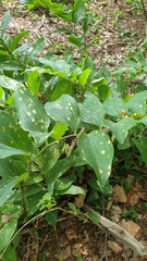 Puccinia sessilis