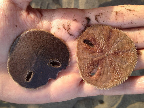 Sculpsitechinus tenuissimus