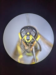 Ancistrocerus spilogaster