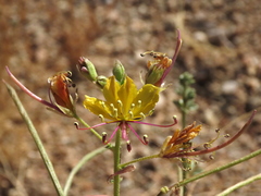 Cleome foliosa lutea