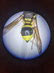 Ancistrocerus spilogaster