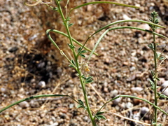 Cleome foliosa lutea