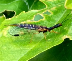 Parainocellia bicolor