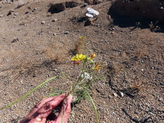 Cleome foliosa lutea