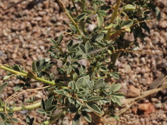 Cleome foliosa lutea