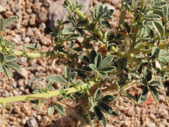 Cleome foliosa lutea