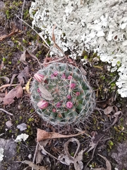 Mammillaria rettigiana