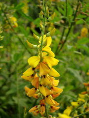 Crotalaria incana
