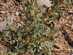 Cleome foliosa lutea
