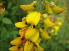 Crotalaria incana