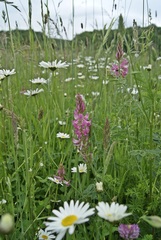 Onobrychis viciifolia