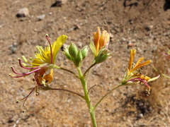 Cleome foliosa lutea