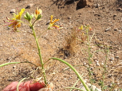 Cleome foliosa lutea
