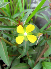 Ludwigia perennis