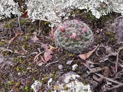 Mammillaria rettigiana