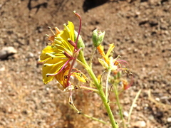 Cleome foliosa lutea
