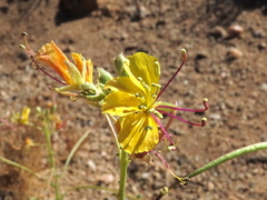 Cleome foliosa lutea