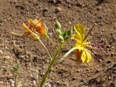 Cleome foliosa lutea